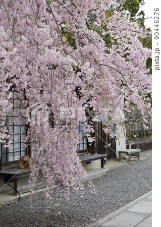 本満寺　枝垂れ糸桜 90446276