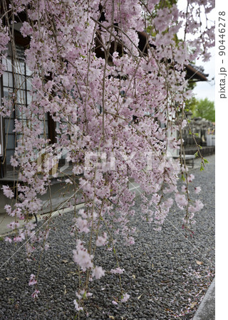 本満寺　枝垂れ糸桜 90446278