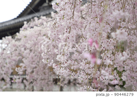 本満寺　枝垂れ糸桜 90446279