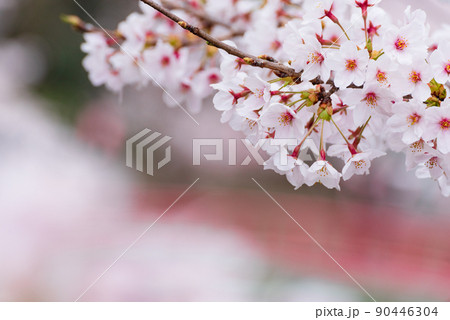 赤い橋をバックに咲く桜 赤い橋をバックに咲く桜 90446304