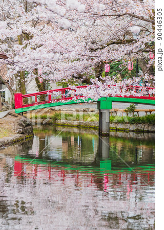 公園の赤い橋と桜 埼玉県本庄市若泉公園 公園の赤い橋と桜 埼玉県本庄市若泉公園 90446305