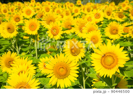 満開のヒマワリ・夏イメージ 満開のヒマワリ・夏イメージ 90446500