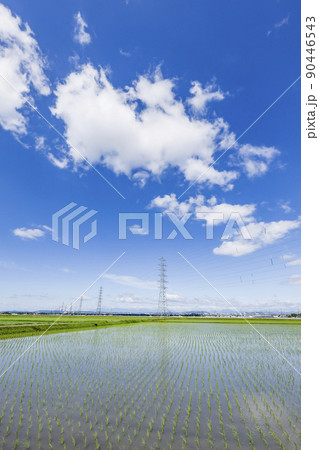 鉄塔 水田 送電線 鉄塔 水田 送電線 90446543