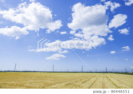 鉄塔　麦畑　送電線 90446551