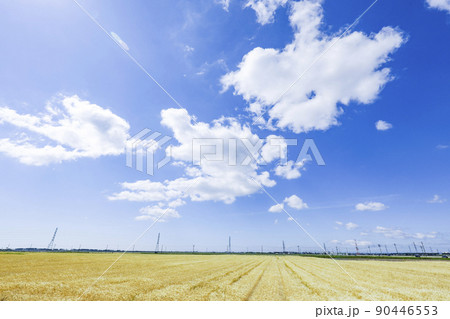 鉄塔　麦畑　送電線 90446553