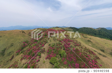 大川嶺のツツジ（愛媛県久万高原町） 90446598