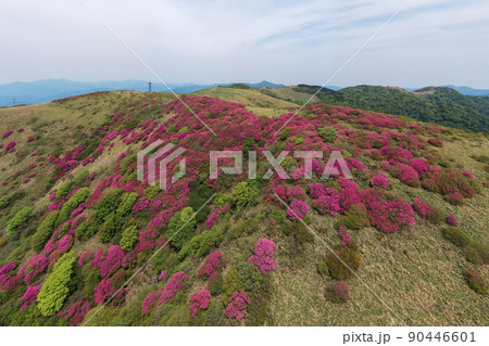 大川嶺のツツジ（愛媛県久万高原町） 90446601