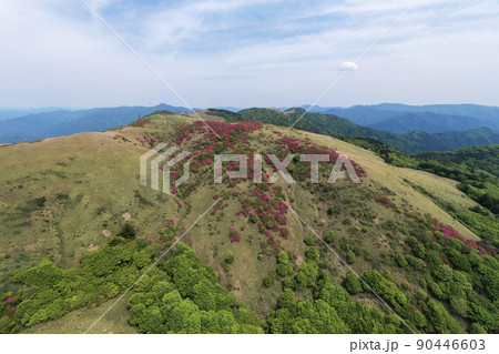 大川嶺のツツジ（愛媛県久万高原町） 90446603