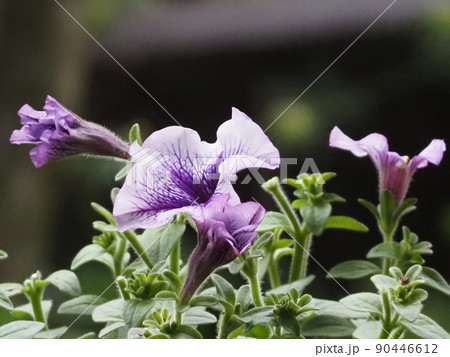 紫色のペチュニアの花びら 90446612