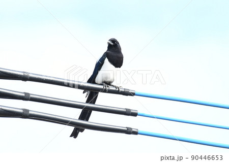 貫禄ある雰囲気のカササギ 貫禄ある雰囲気のカササギ 90446653