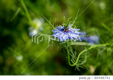 ガーデンの美しいニゲラの花 ガーデンの美しいニゲラの花 90446741