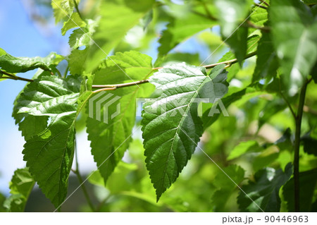 初夏のクワ（桑）の葉 90446963