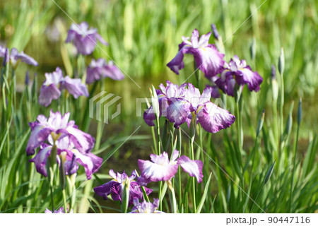 菖蒲花 90447116