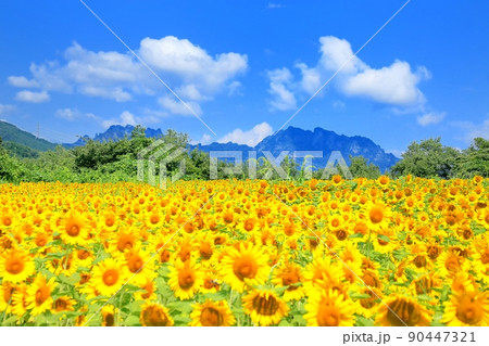 丹生のひまわり畑 90447321