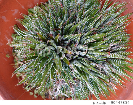 miniature succulent plant (miniature aloe) / 多肉植物 miniature succulent plant (miniature aloe) / 多肉植物 90447354