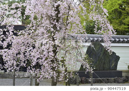 盧山寺 枝下桜(八重紅枝垂糸桜) 盧山寺 枝下桜(八重紅枝垂糸桜) 90447519