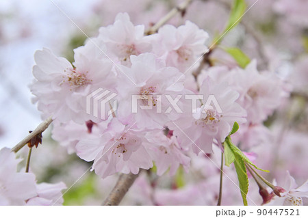 盧山寺 枝下桜(八重紅枝垂糸桜) 盧山寺 枝下桜(八重紅枝垂糸桜) 90447521