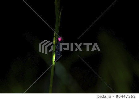 ゲンジボタル 90447565