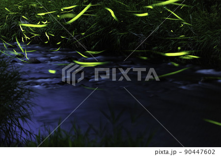 ゲンジボタルの舞い 90447602