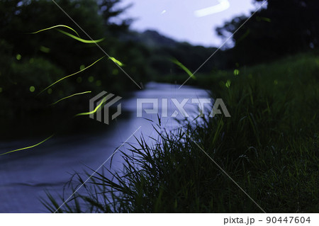 ゲンジボタルの舞い 90447604