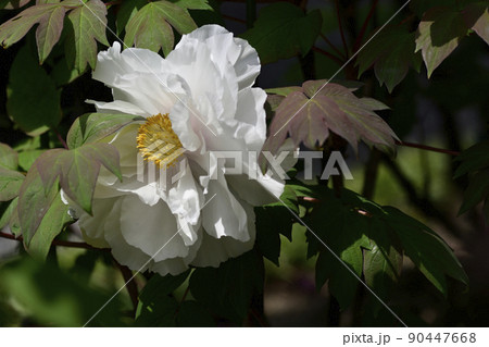 本満寺　牡丹 90447668