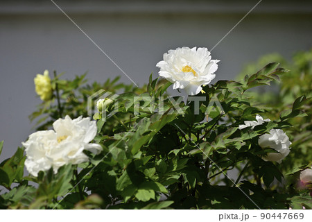 本満寺　牡丹 90447669