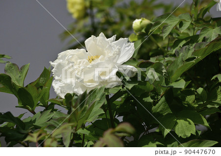 本満寺　牡丹 90447670