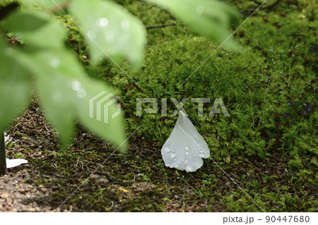本満寺 牡丹 本満寺 牡丹 90447680