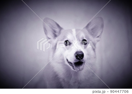グレーの背景のコーギーモデル犬 グレーの背景のコーギーモデル犬 90447706