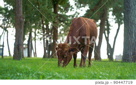 Georgia. City of Kobuleti. In small Georgian towns on the street you can meet a cow eating grass. 90447719