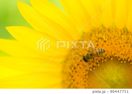 満開のヒマワリ・夏イメージ 90447751