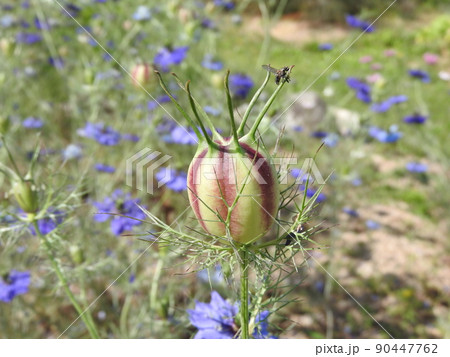 クロタネソウ属に分類される一年草「ニゲラ」：果実 90447762