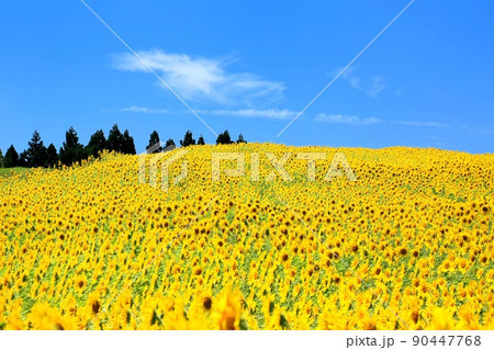 山本山高原のひまわり畑 90447768