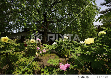 本満寺 牡丹と新緑の枝垂れ糸桜 本満寺 牡丹と新緑の枝垂れ糸桜 90447856