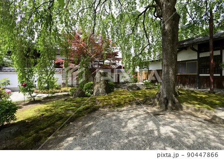 本満寺　牡丹と新緑の枝垂れ糸桜 90447866