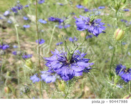 クロタネソウ属に分類される一年草「ニゲラ」 クロタネソウ属に分類される一年草「ニゲラ」 90447986
