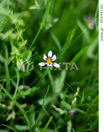 帰真園、二子玉川公園の植物 ニワゼキショウ 帰真園、二子玉川公園の植物 ニワゼキショウ 90448100