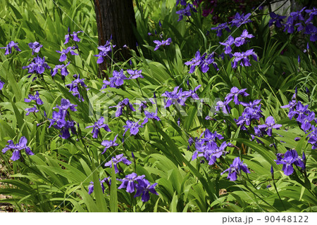 上御霊神社（御靈神社）一初（鳶尾） 90448122