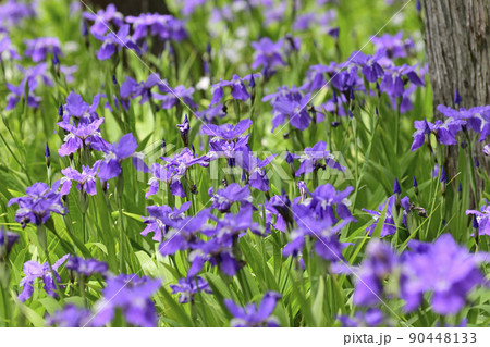 上御霊神社（御靈神社）一初（鳶尾） 90448133