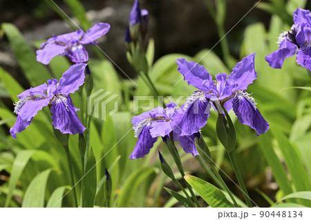 上御霊神社(御靈神社)一初(鳶尾) 上御霊神社(御靈神社)一初(鳶尾) 90448134