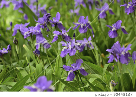 上御霊神社(御靈神社)一初(鳶尾) 上御霊神社(御靈神社)一初(鳶尾) 90448137