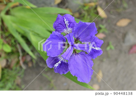 上御霊神社（御靈神社）一初（鳶尾） 90448138