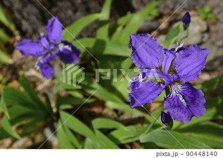 上御霊神社(御靈神社)一初(鳶尾) 上御霊神社(御靈神社)一初(鳶尾) 90448140