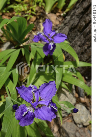 上御霊神社（御靈神社）一初（鳶尾） 90448141