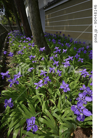 上御霊神社(御靈神社)一初(鳶尾) 上御霊神社(御靈神社)一初(鳶尾) 90448146