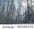 光が差し込む冬の森の中 光が差し込む冬の森の中 90448250