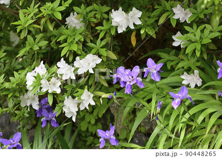 上御霊神社(御靈神社)一初(鳶尾)とツツジ 上御霊神社(御靈神社)一初(鳶尾)とツツジ 90448265