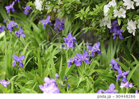 上御霊神社(御靈神社)一初(鳶尾)とツツジ 上御霊神社(御靈神社)一初(鳶尾)とツツジ 90448266