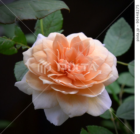 美しいバラの花たち 90448275