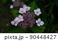 アジサイ 90448427